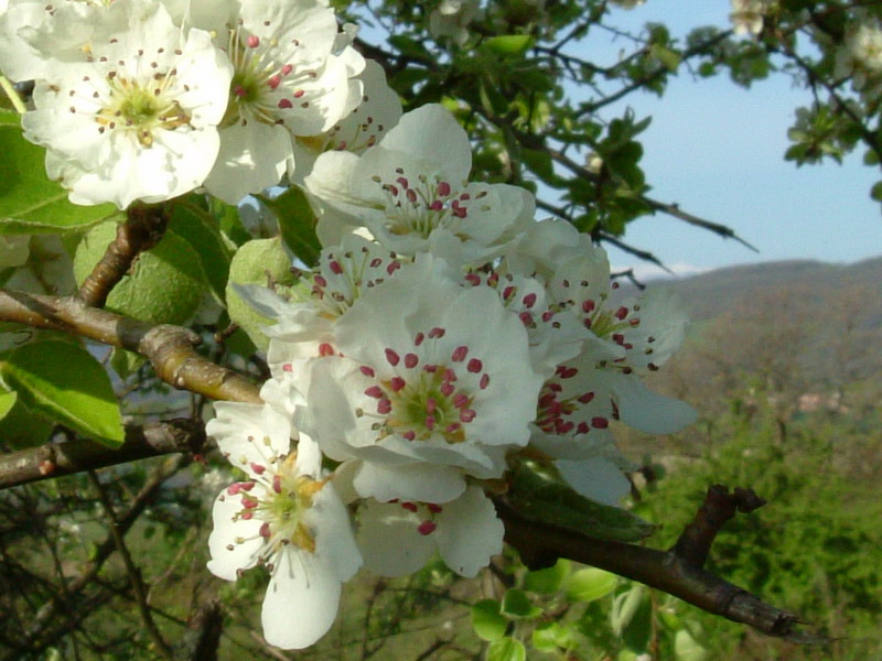 Pyrus pyraster / Pero selvatico